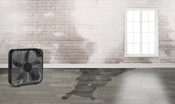 Best Flood damage cleanup  in Campton Hls, IL